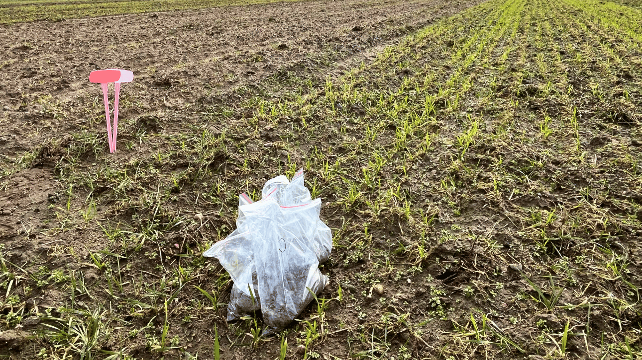 Pobranie prób glebowych w celu oceny stanu środowiska glebowego i właściwości biochemicznych gleby